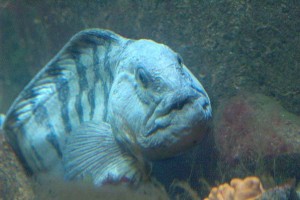 olesunn-akvarium