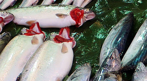 свежая рыба рынок кадыкей