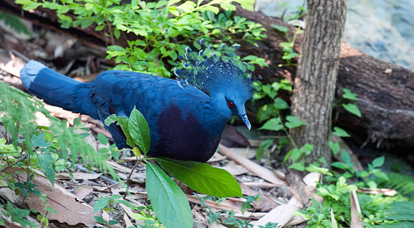 синяя птица зоопарк чиангмай