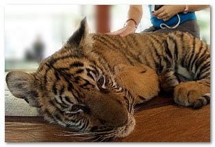 тигры в тайланде