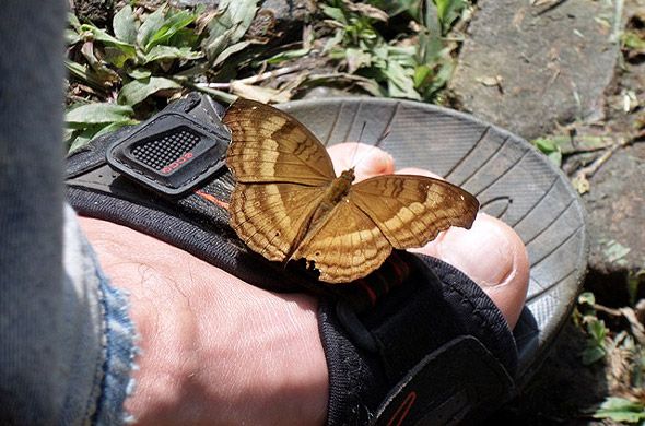 бабочка садящаяся тебе на ногу