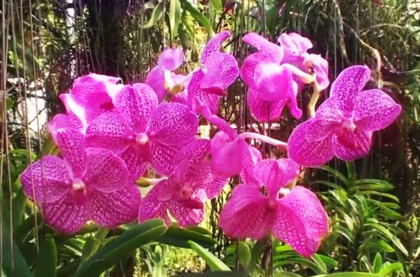 орхидея с фермы орхидей