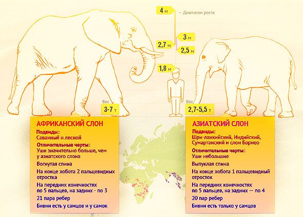 про слонов цифры