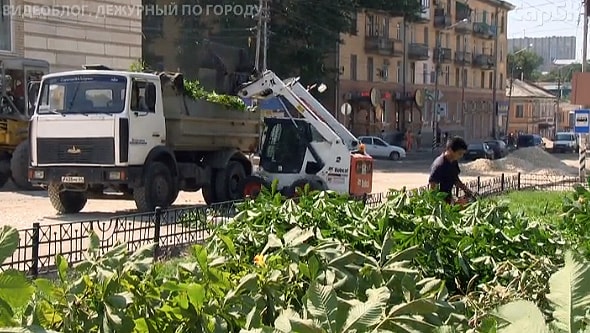 вырубили прекрасные раскидистые каштаны