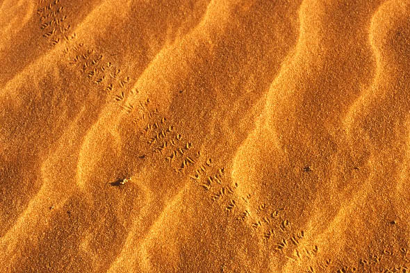 поверхность песка в следах