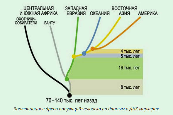 различия между человеческими расами возникли в процессе эволюции 