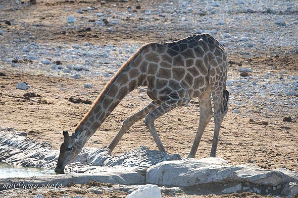 лагерь халали жираф африканское животное
