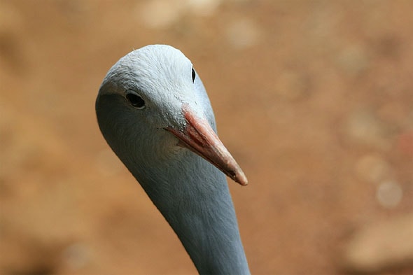 blue crane голубой журавль на грани исчезновения