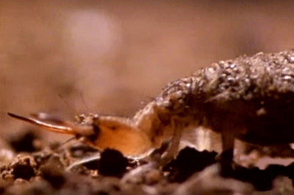 личинка златошлазки муравьиный лев