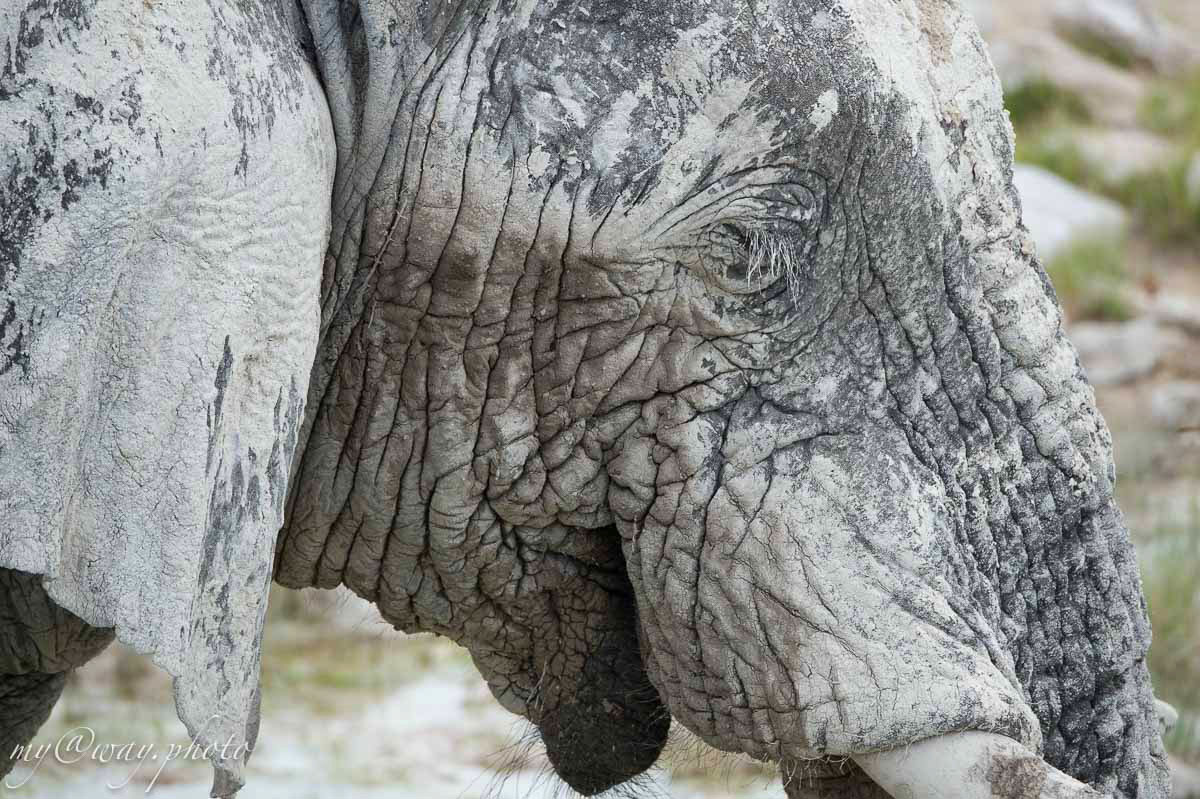 слон парка этоша