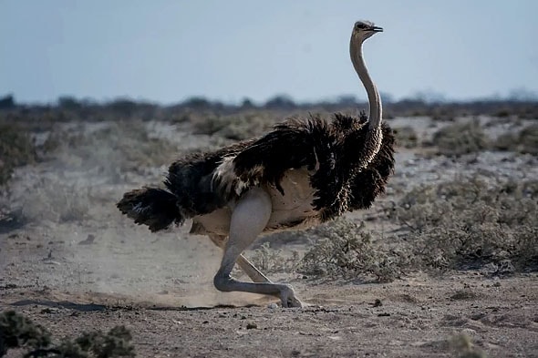 достойный африканский страус