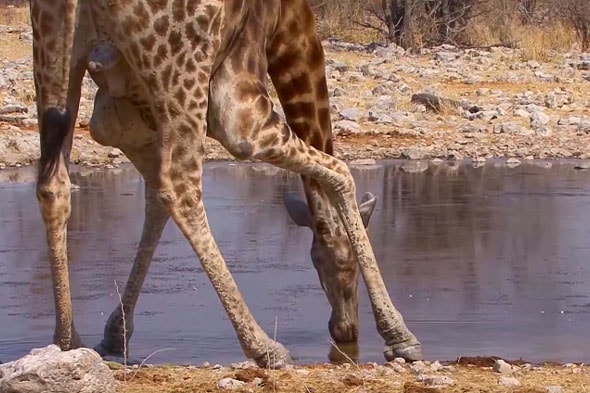 тяжело пить большому жирафу  как он только ноги себе не вывихивает