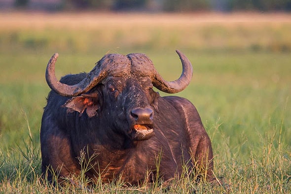 ботсвана национальный парк чобе буйвол с рогами, как у киношных викингов