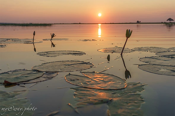 ботсвана река чобе восход солнца