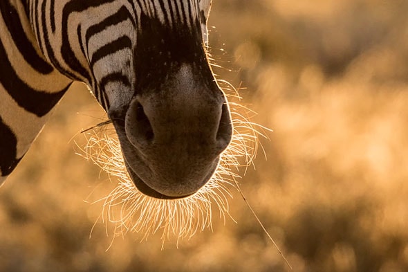 полосатик зебра