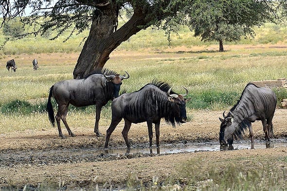 антилопы гну