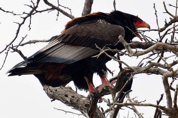 черно коричневая птица с красным клювом