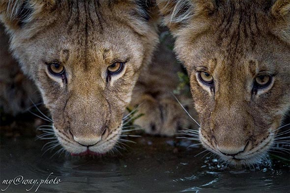 львята напились воды