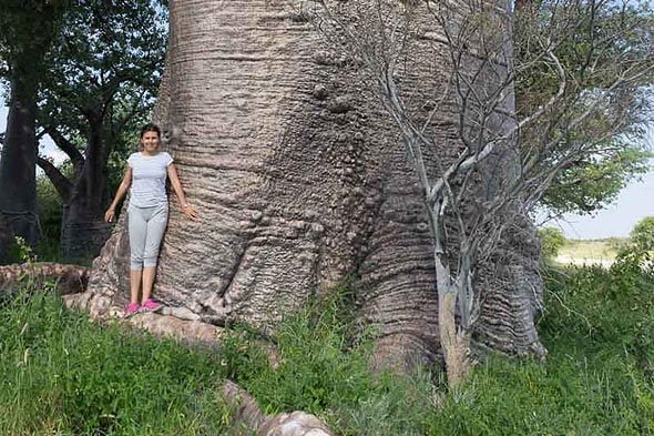 баобаб самое толстое дерево в мире