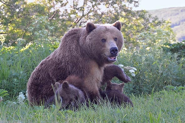 косолапые приходят вместе с медвежатами