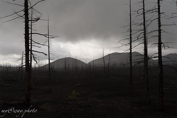 мертвый лес в тумане