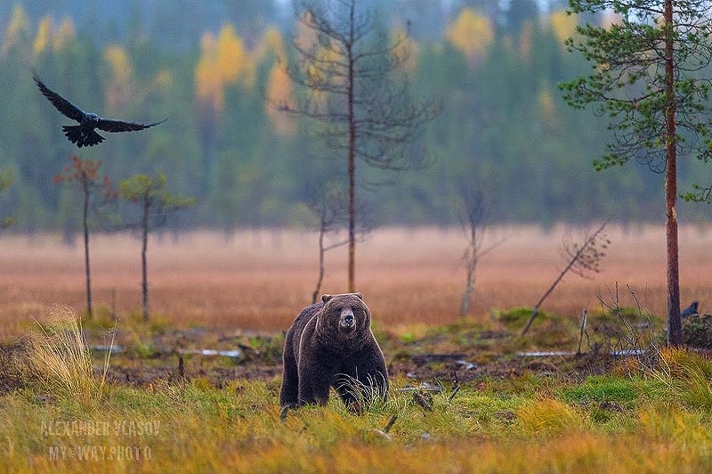 медведи в дикой природе