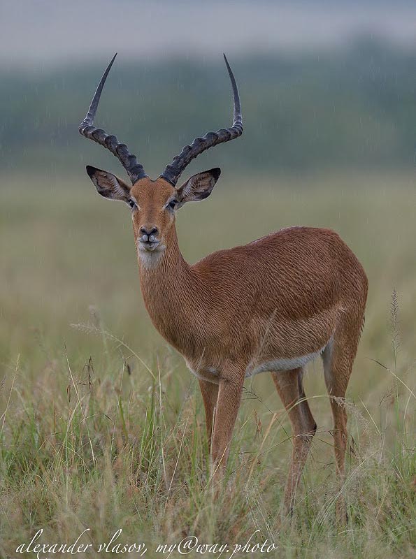 антилопа импала в заповеднике масаи мара