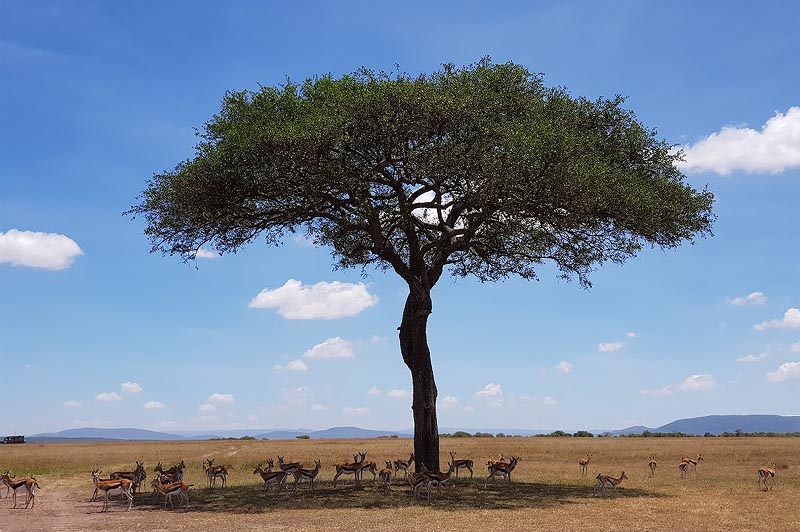 антилопы томсона в масаи мара