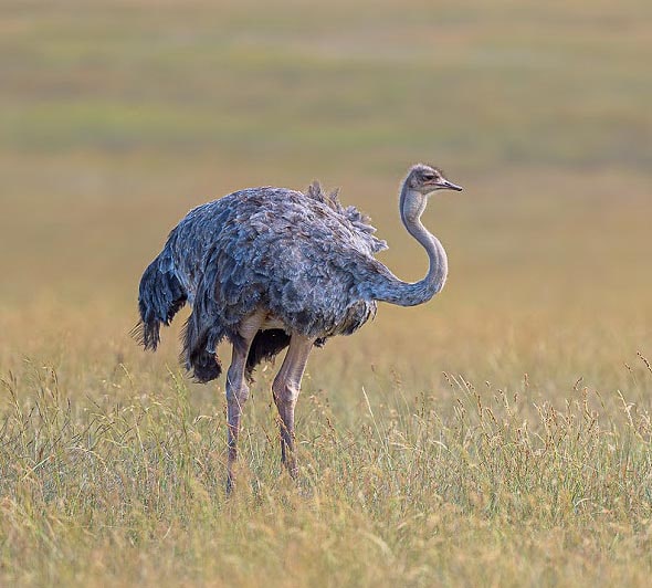 страус крупнейшая в мире птица заповедник масаи мара