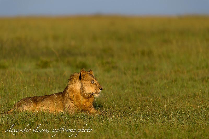 лев в саванне масаи мара