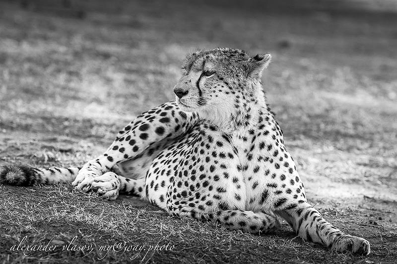 гепарда с его пятнистой шкурой часто путают с леопардом