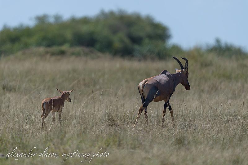 самка антилопы топи с теленком масаи мара