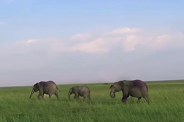 слоны идут по масаи мара