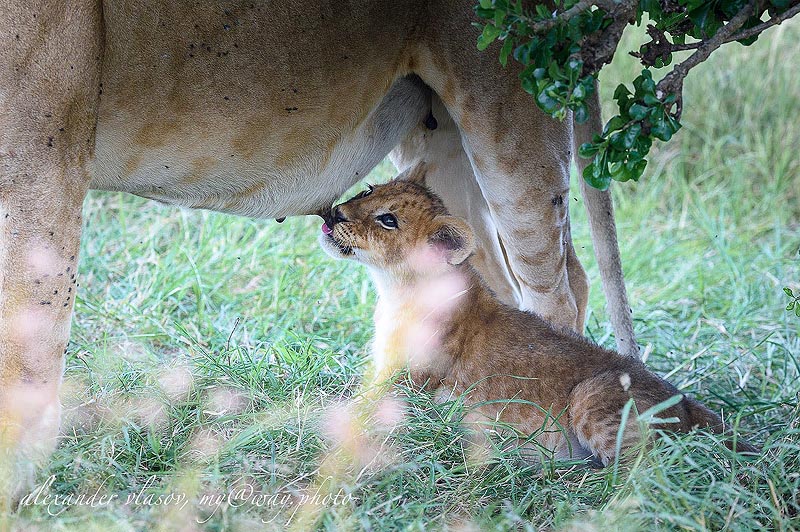 львиный малыш сосунок в масаи мара