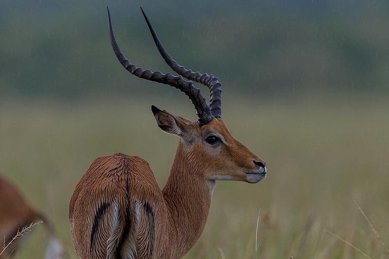 антилопа импала кения