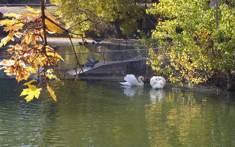 пруды с лебедями городской парк саратов